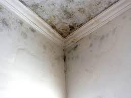 Best Attic Mold Removal  in Bristol, WI