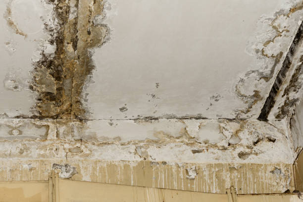 Best Mold Prevention Services  in Bristol, WI