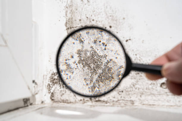 Best Air Quality Testing for Mold Spores  in Bristol, WI